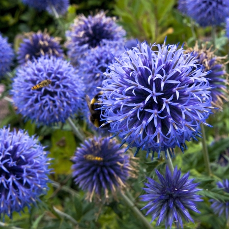 ECHINOPS RUTHENICUS PLATINUM BLUE