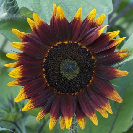 HELIANTHUS SHOCK O LAT F1