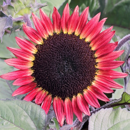 HELIANTHUS DESIRE RED