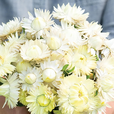 HELICHRYSUM CREAMY WHITE