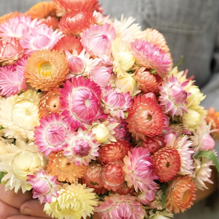HELICHRYSUM SEASHELLS MIXED
