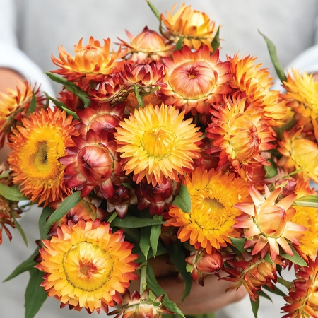 HELICHRYSUM ORANGE FLAME