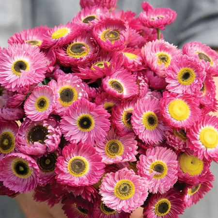 HELIPTERUM PIERROT RED