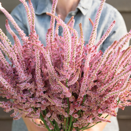LIMONIUM SUWOROWII PINK POKERS