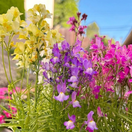 LINARIA NORTHERN LIGHTS