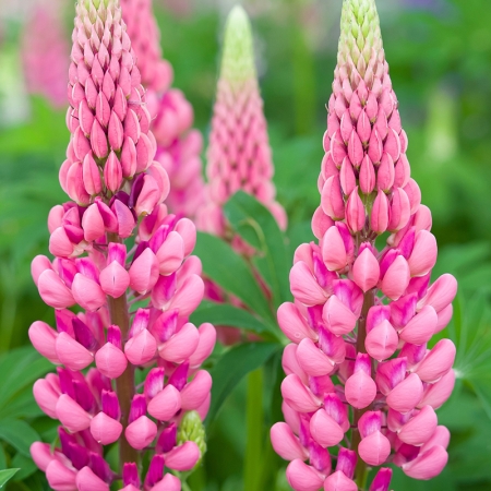 LUPIN PINK LADY