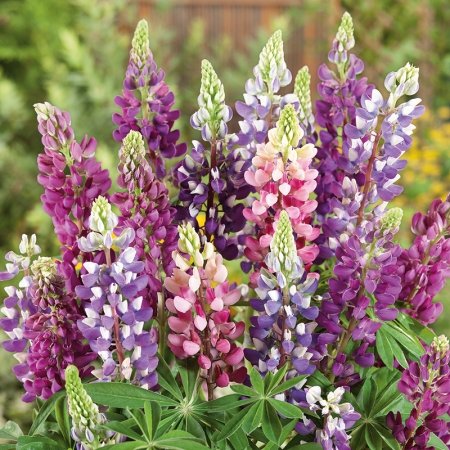 LUPIN SUMMERTIME BLUES