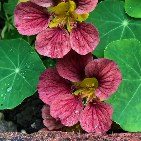 NASTURTIUM PURPLE EMPEROR