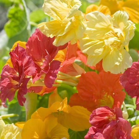 NASTURTIUM JEWEL DOUBLE MIXED