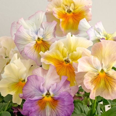 PANSY FLAMENCO SOFT AZURE LIMONETTO