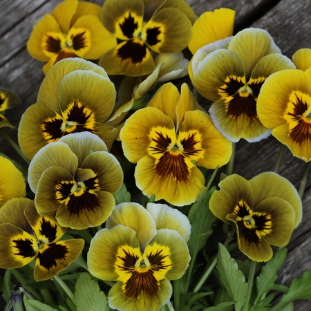 PANSY ENVY