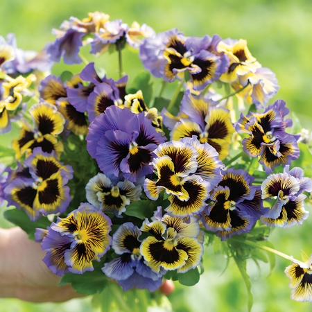 PANSY FRIZZLE SIZZLE YELLOW & BLUE SWIRL