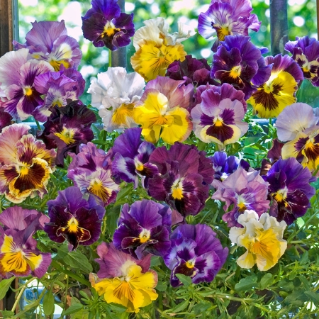 PANSY MOULIN ROUGE MIXED