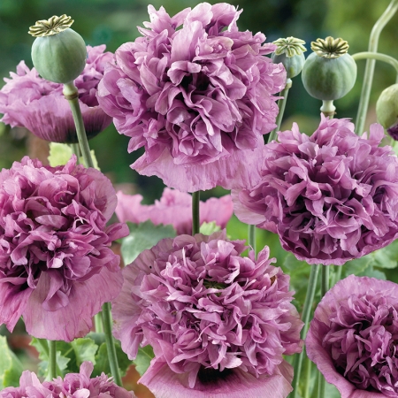 PAPAVER DOUBLE VIOLETTA BLUSH