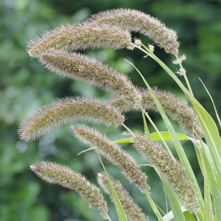 SETARIA LOWLANDER