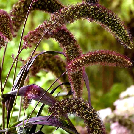 SETARIA RED JEWEL