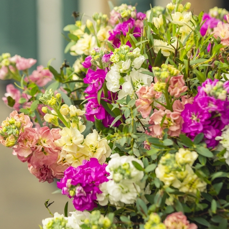 STOCKS STOX ROMANCE MIXED