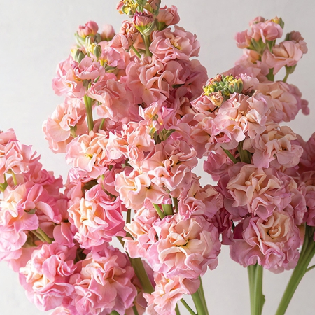 STOCKS STOX ROMANCE CHAMPAGNE