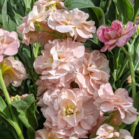 STOCKS QUARTET APRICOT