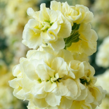 STOCKS QUARTET YELLOW