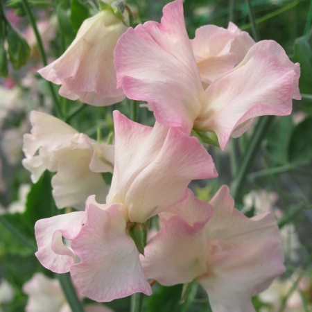 SWEET PEA MONARCHS DIAMOND