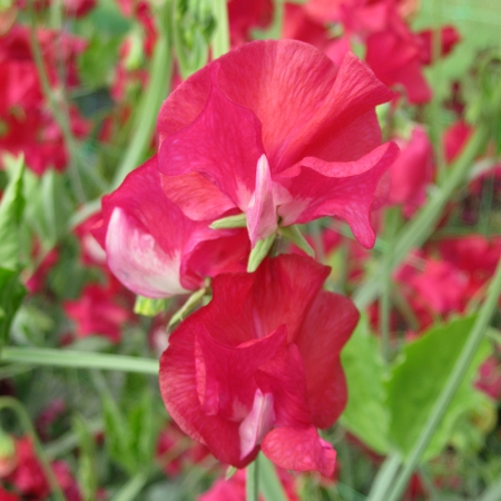 SWEET PEA RUBY ANNIVERSARY