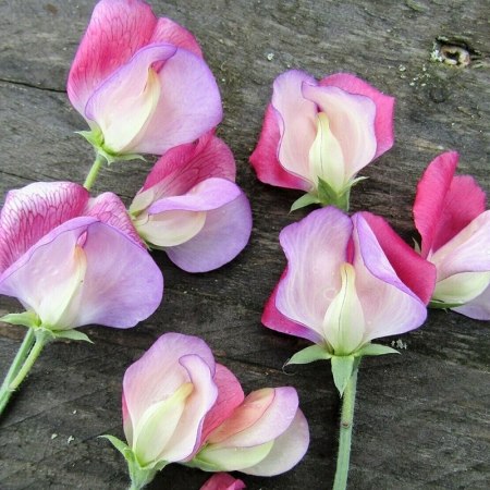 SWEET PEA FIRE & ICE