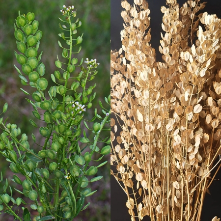 THLASPI ARVENSIS PENNY CRESS GREEN DRAGON