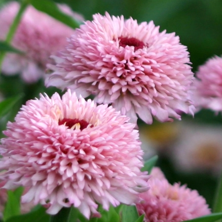 ZINNIA ZINDERELLA LILAC