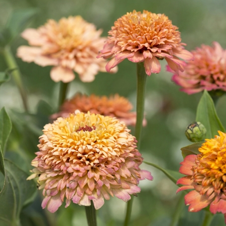 ZINNIA CRESTO PEACHY PINK