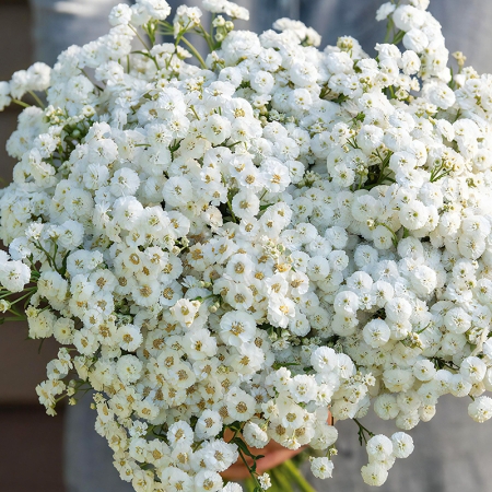 ACHILLEA THE PEARL SEEDS | New & Featured Flowers