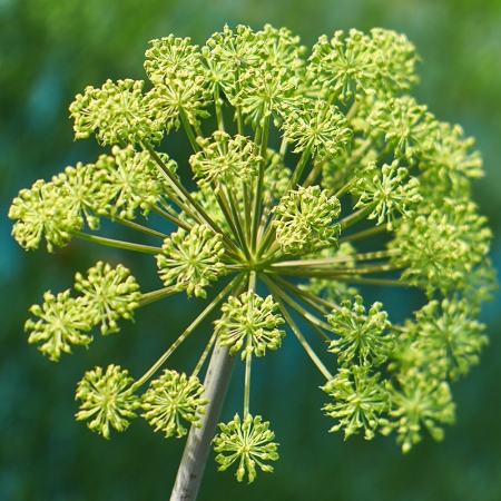 ANGELICA ARCHANGELICA