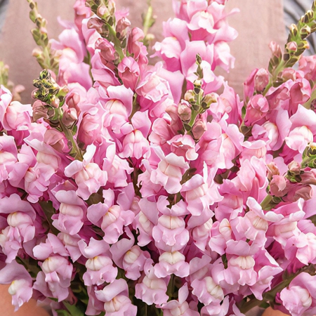 ANTIRRHINUM COSTA SUMMER LAVENDER F1