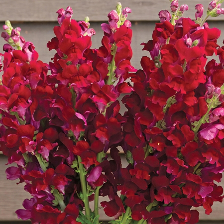 ANTIRRHINUM COSTA VELVET F1