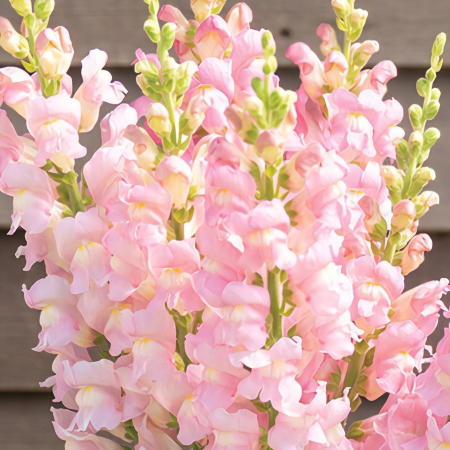 ANTIRRHINUM COSTA LIGHT ROSE F1