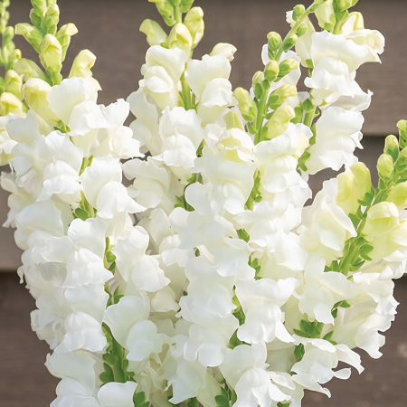 ANTIRRHINUM COSTA WHITE F1