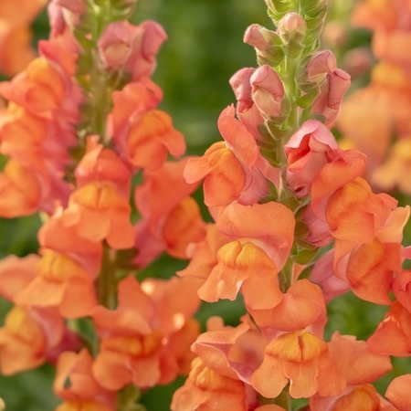 ANTIRRHINUM COSTA SUMMER ORANGE F1