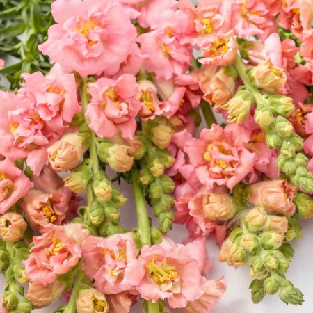 ANTIRRHINUM MADAME BUTTERFLY PINK F1