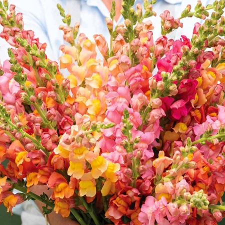 ANTIRRHINUM POTOMAC EARLY SUNRISE F1