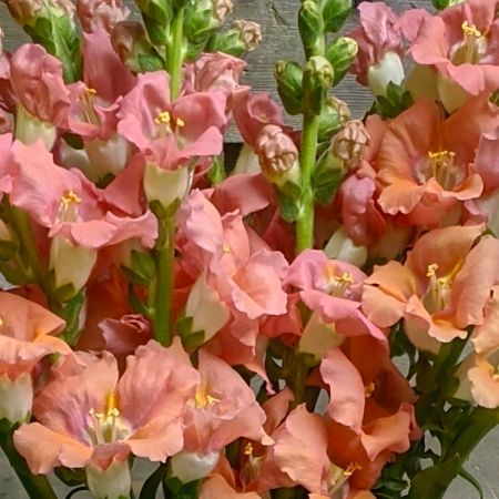ANTIRRHINUM CHANTILLY LIGHT SALMON F1