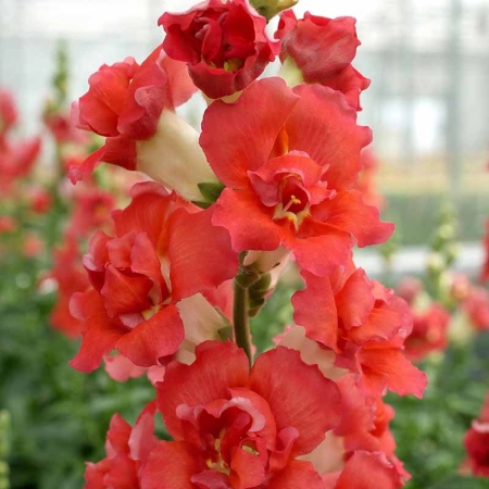 ANTIRRHINUM DOUBLE SHOT ORANGE BICOLOUR F1