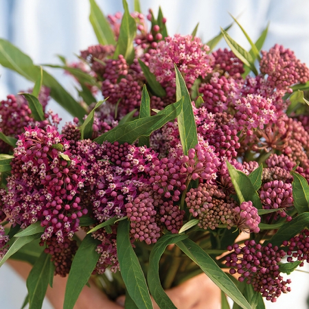 ASCLEPIAS INCARNATA SOULMATE