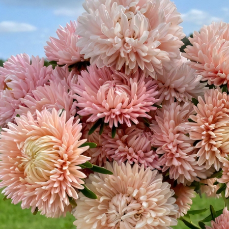 ASTER LADY CORAL CHAMOIS