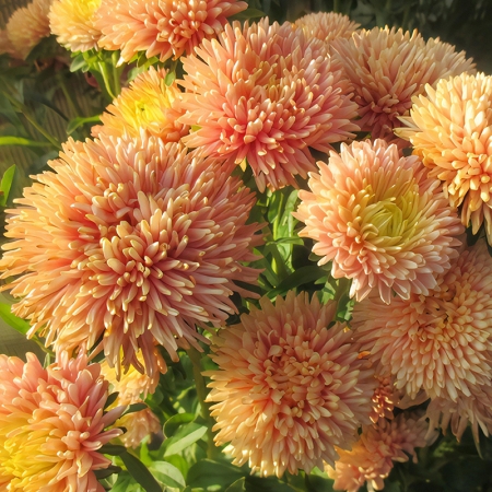 ASTER AUTUMN FOREST