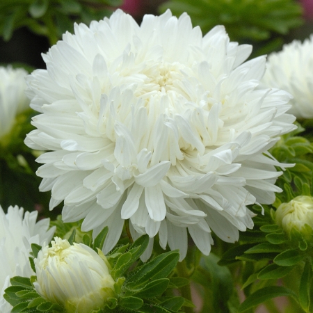 ASTER ICE CREAM SORBET