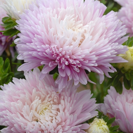 ASTER APPLE BLOSSOM TIME