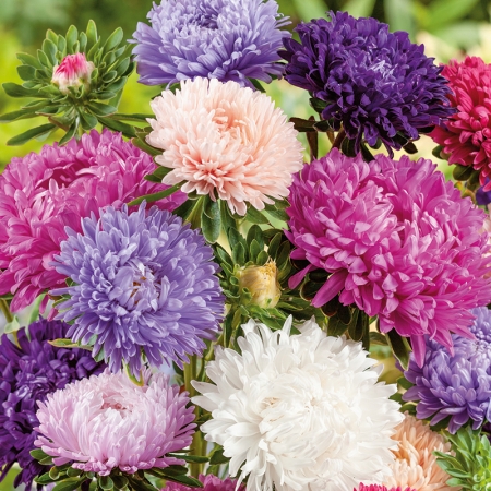 ASTER SUMMER COCKTAIL MIXED