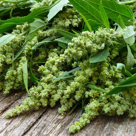 ATRIPLEX GREEN PLUMES