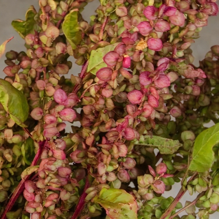ATRIPLEX RUBY GOLD