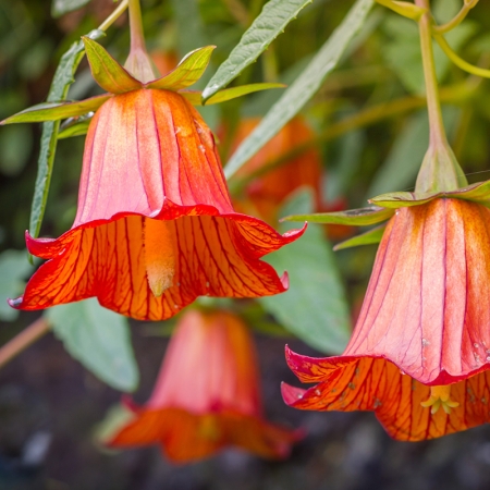 CANARINA CANARIENSIS